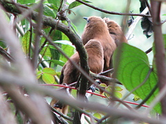 Cinnycerthia unirufa