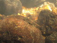 Liniparhomaloptera disparis