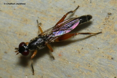 Megamerinidae