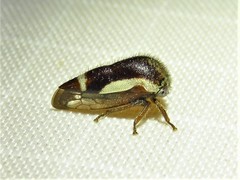 Ophiderma flavicephala