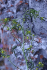 Descurainia sophioides