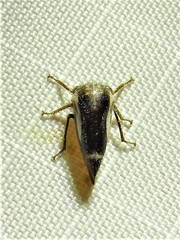 Ophiderma flavicephala