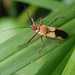 Hediocoris tibialis - Photo no rights reserved, uploaded by Andrew Deacon