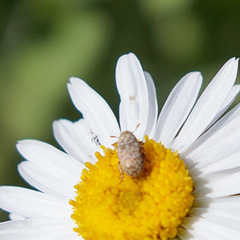 Trigonorhinus limbatus