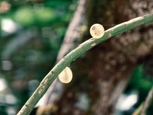 Mistletoe Cactus