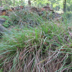Carex pilulifera