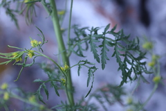 Descurainia sophioides