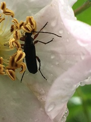 Grammoptera subargentata