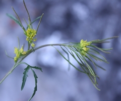 Descurainia sophioides