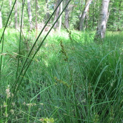 Carex elongata