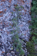 Descurainia sophioides