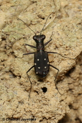 Cylindera labioaenea