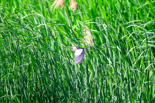 iNaturalist image