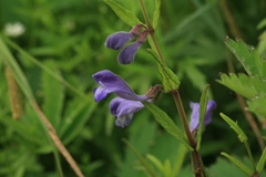 Scutellaria regeliana