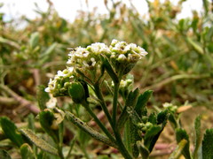 Lepidium crassum