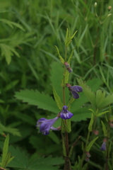 Scutellaria regeliana