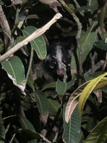 Formosan Masked Palm Civet