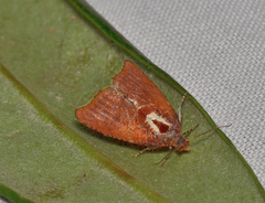 Glyphidoptera insignana
