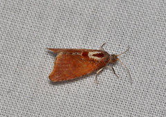 Glyphidoptera insignana