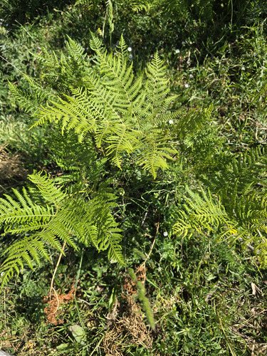 common bracken