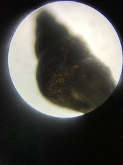 Potamopyrgus antipodarum