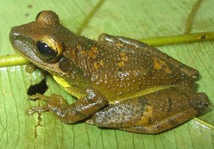 Osteocephalus yasuni