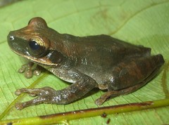 Osteocephalus deridens