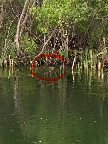 animal observation 2