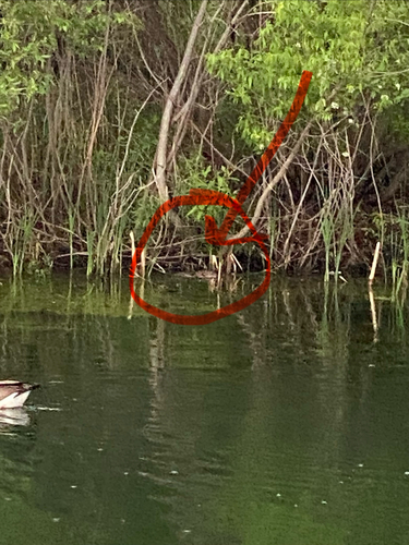 animal observation 3