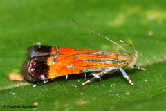 Tricyanaula aurantiaca