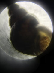 Potamopyrgus antipodarum