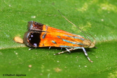 Tricyanaula aurantiaca