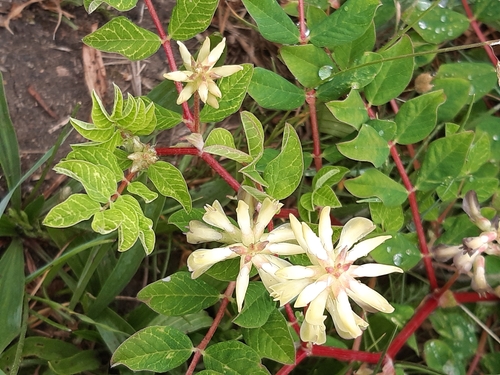 Wild Liquorice