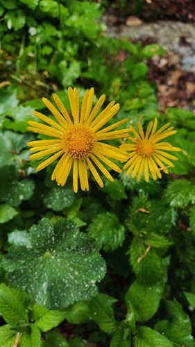 Doronicum columnae, photograph 2