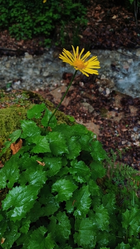 Doronicum columnae, photograph 3