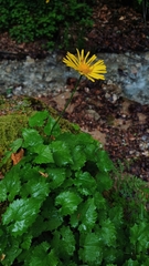 Doronicum columnae, photograph author not stated, no rights reserved