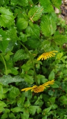 Doronicum columnae, photograph author not stated, no rights reserved