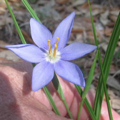Nemastylis geminiflora