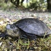 Western Pond Turtle - Photo (c) Justin Garwood, some rights reserved (CC BY-NC), uploaded by Justin Garwood