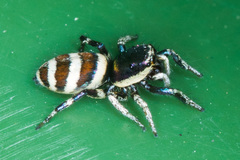 Salticus palpalis