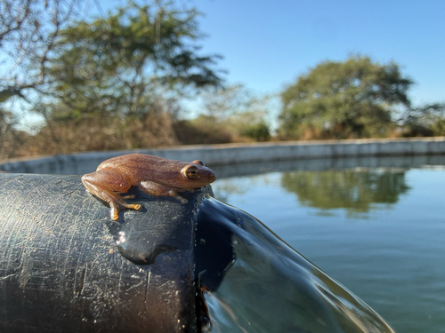 Kivu Reed Frog