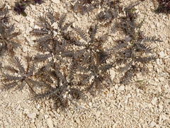 Lepidium solandri