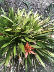 Guzmania lingulata