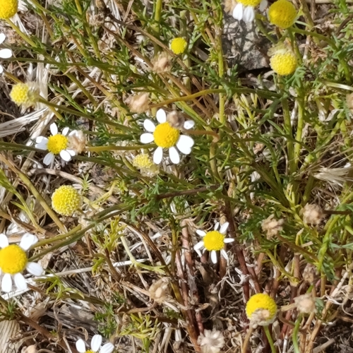 German Chamomile