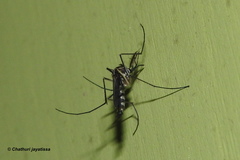 Armigeres subalbatus