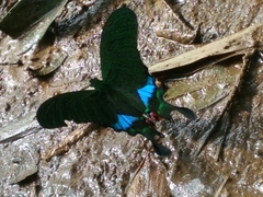 Papilio karna