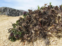 Lepidium solandri