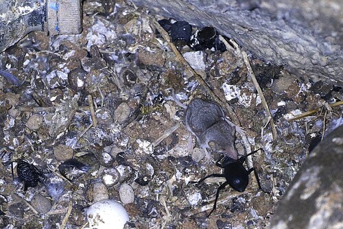 Greater White-toothed Shrew