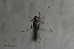 Armigeres subalbatus