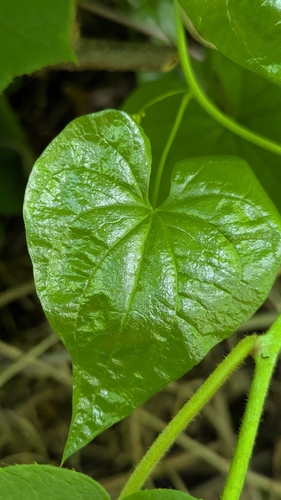 Black Bryony